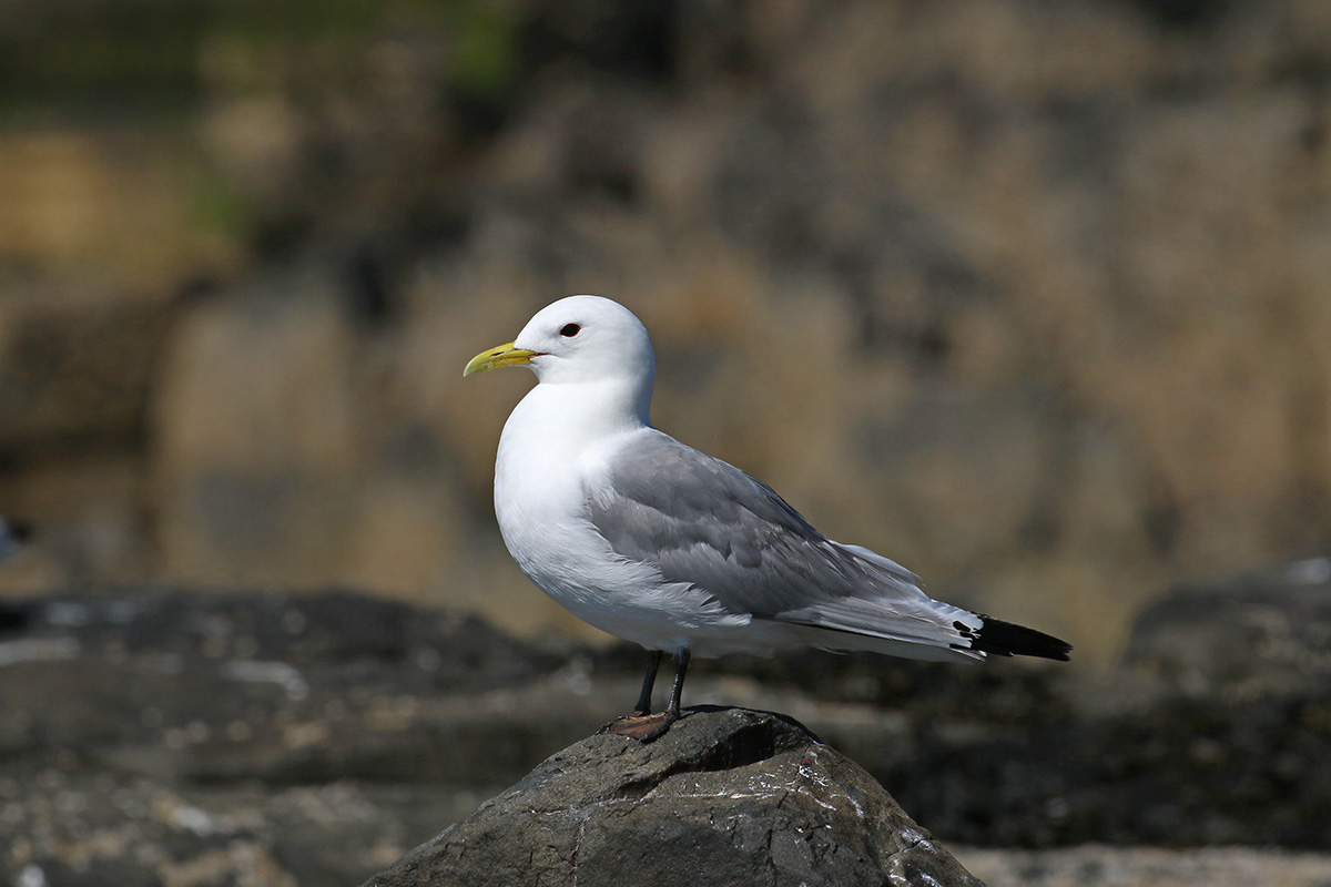 Kittiwake Farne Islands